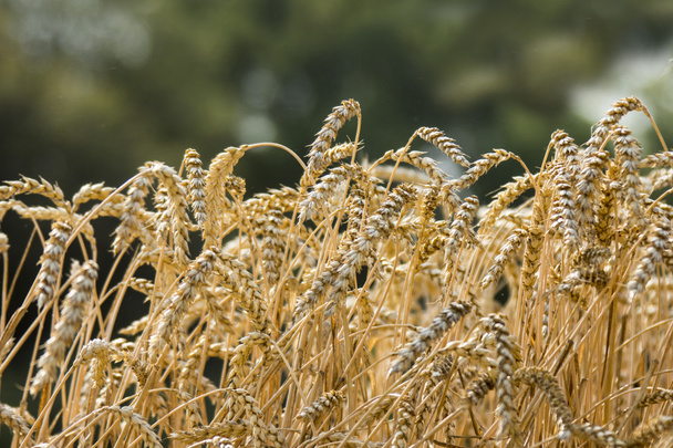 現場の小麦の耳 - 写真・画像