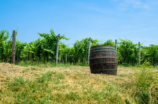 wooden barrel in vineyard - Foto, Imagem