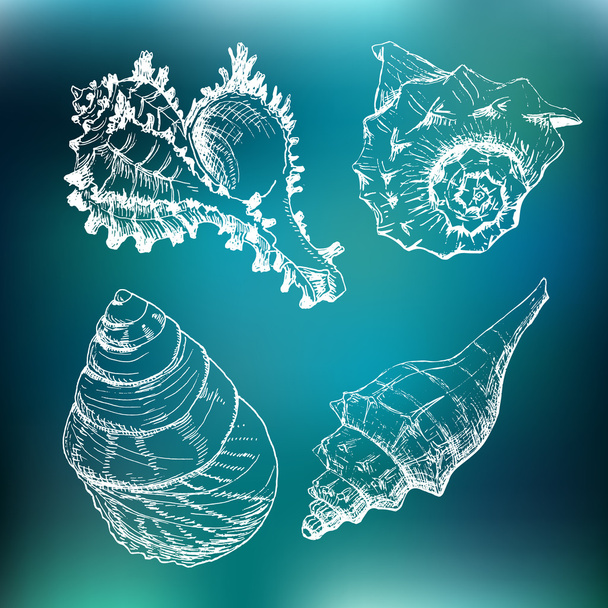 Set of Seashells - Вектор,изображение
