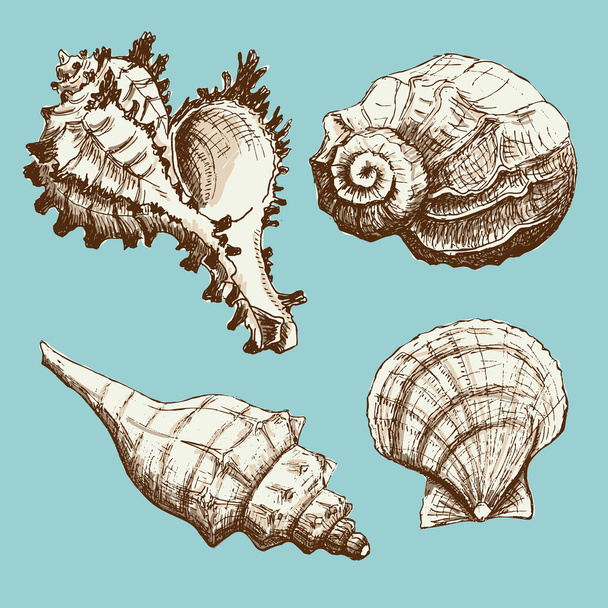 Set of Seashells - Vektor, Bild