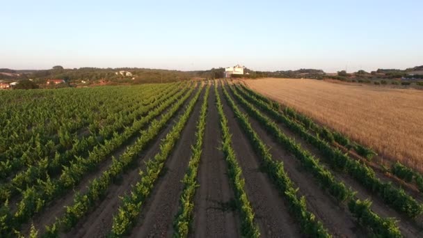 Вино і пшеничні поля в Португалії - Кадри, відео