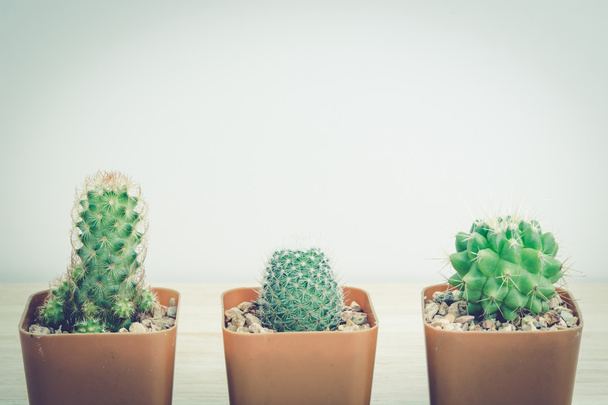 Three potted cactus,  vintage tone - Foto, immagini