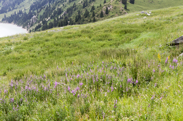гора с цветущими травами
 - Фото, изображение