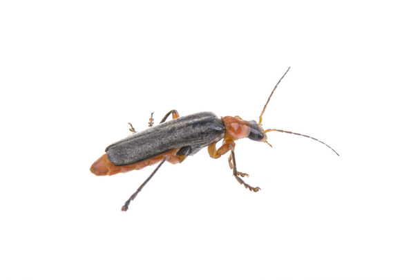 Soldier beetle on a white background - Photo, Image