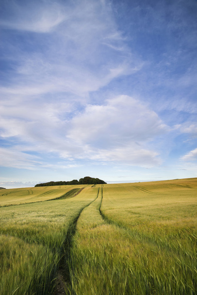 Letní krajina nad zemědělské oblasti plodin v pozdě - Fotografie, Obrázek