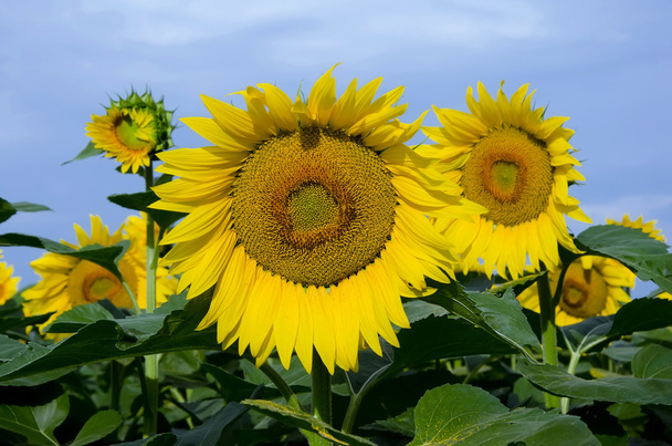 Yellow sunflowers on field - Photo, Image