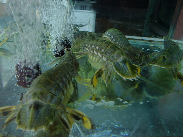 Seafood in fish tank in Malaysia restaurant - Photo, Image