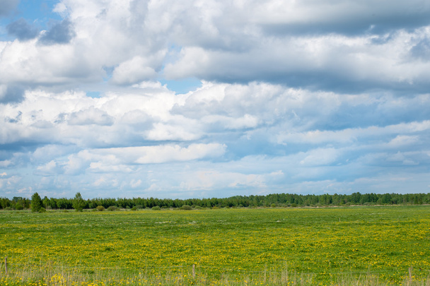 beautiful green fields under blue sky in summer - Photo, Image