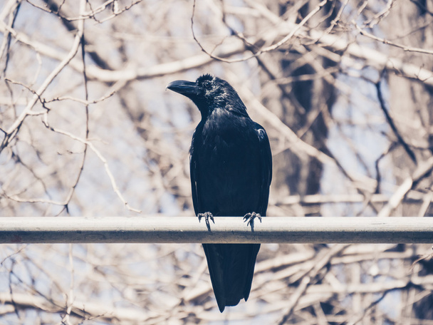 crow - Fotografie, Obrázek