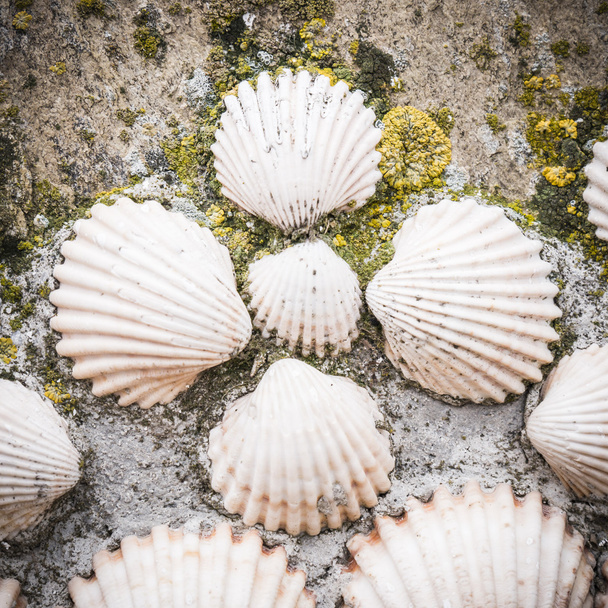 shells - Valokuva, kuva