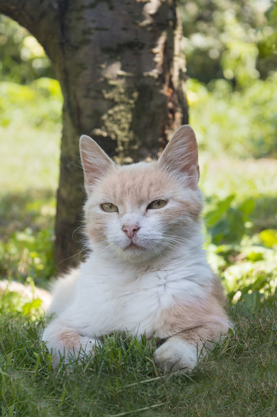 Kaunis kissa makaa ruoho piilossa kesän lämpöä
  - Valokuva, kuva