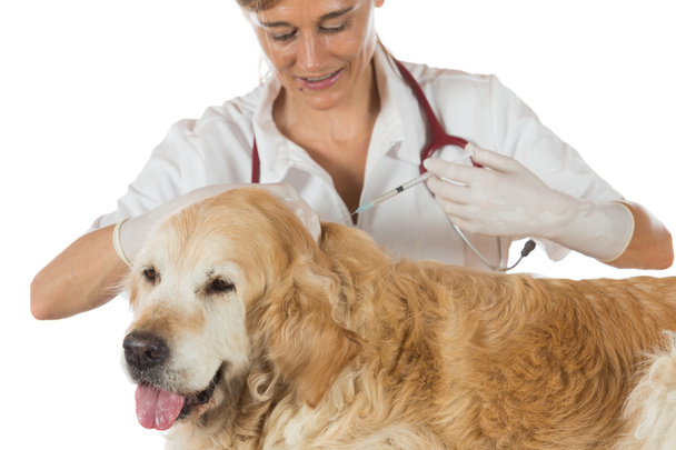 Veterinary clinic - Photo, Image