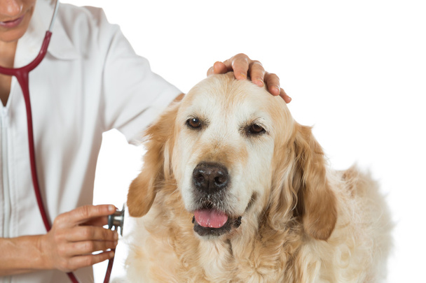 Ascoltando un cane veterinario dorato
 - Foto, immagini