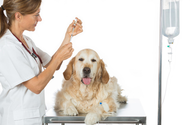 Escuchando a un perro Veterinario de Oro
 - Foto, imagen