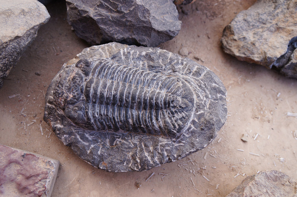 Fossiel van trilobites Drotops cf.megalomanicus, uit Marokko - Foto, afbeelding