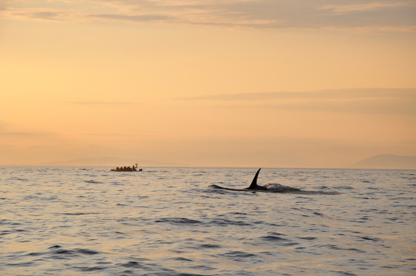 Killer whale swimming next to a boat at sunset time - Photo, Image