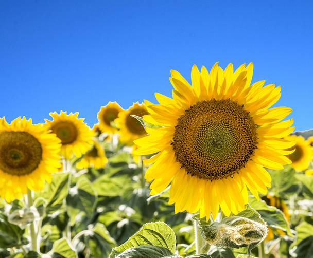 sunflower Field in the countryside - Photo, Image