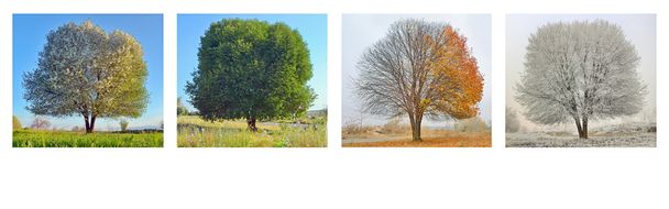 sam drzewo w czterech sezonu - Zdjęcie, obraz