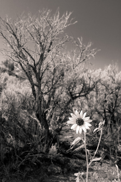 fekete-fehér napraforgó sagebrush Új-Mexikó - Fotó, kép