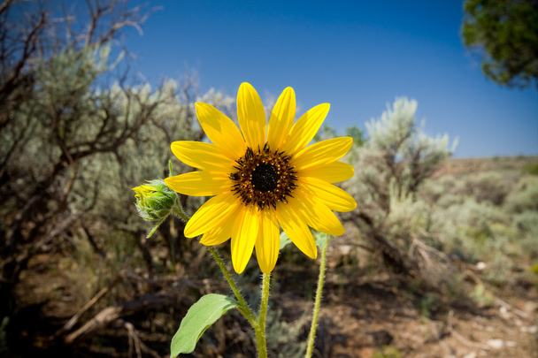 Słonecznik helianthus laetiflorus w Nowym Meksyku usa - Zdjęcie, obraz