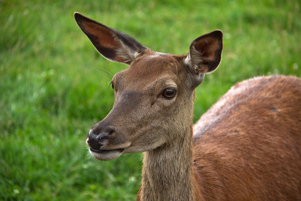 Wild deer - Photo, Image