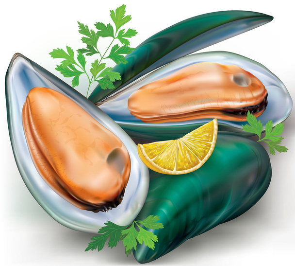 Mussels and shell - Vector, Image