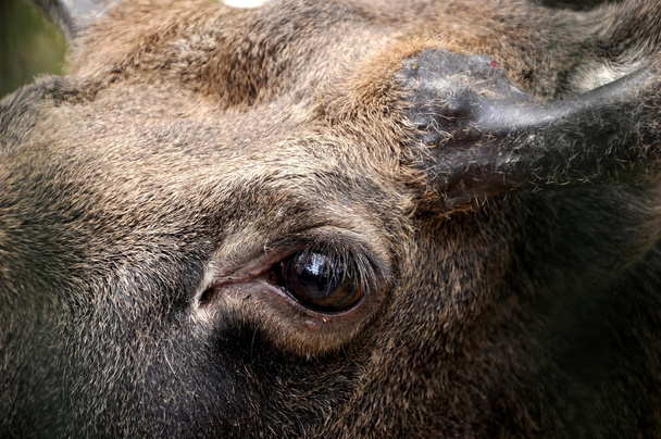 Bir geyik gözünde - Fotoğraf, Görsel