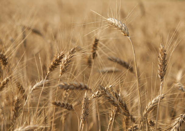 Oreilles de blé sur le champ Matures
. - Photo, image