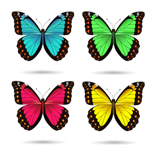 Multicolored butteflies - Vector, Image