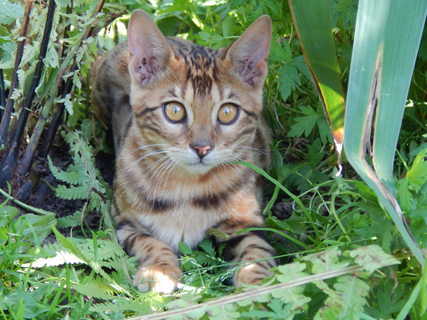 Bengáli macska bámul - Fotó, kép
