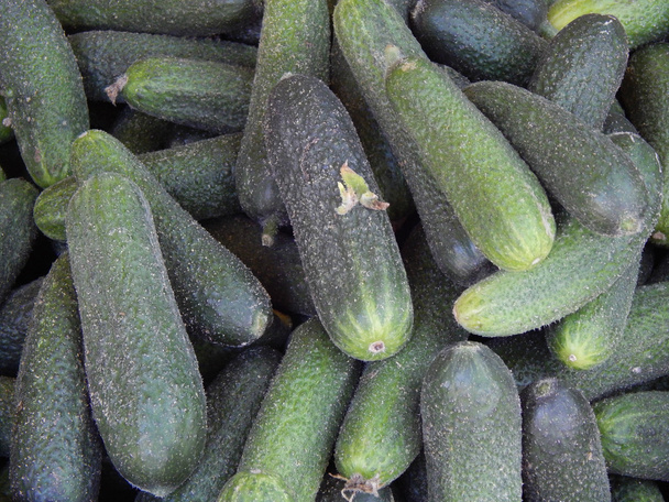 close-up cucumber - Photo, Image
