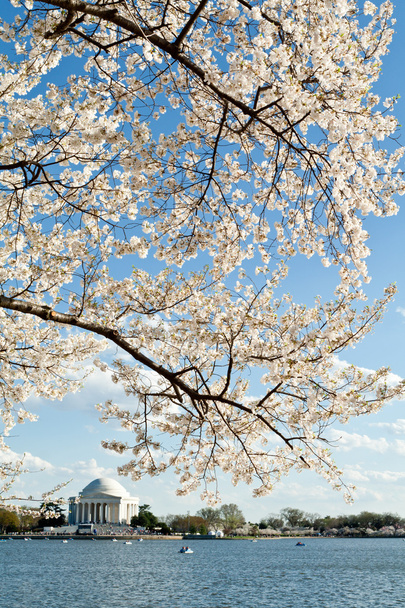 Вишня цвітіння Jefferson Меморіал Вашинґтон - Фото, зображення