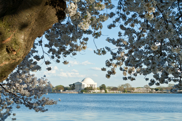 ジェファーソン記念館桜タイダル ・ ベイスン dc - 写真・画像