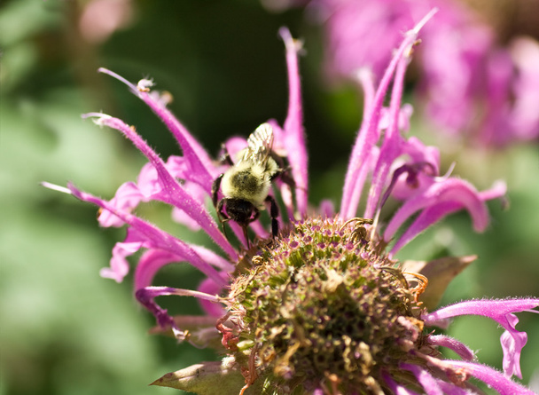 ピンクの蜂香油花属ヤグルマハッカ受粉蜂をしくじる - 写真・画像