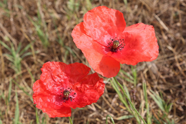 red poppies - Photo, Image