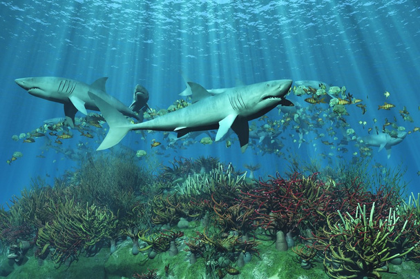 Акули requins
 - Фото, зображення