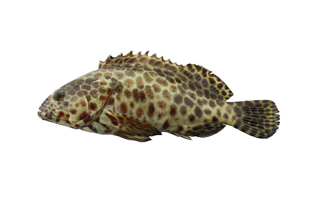 grouper fish isolated on white background. - Photo, Image
