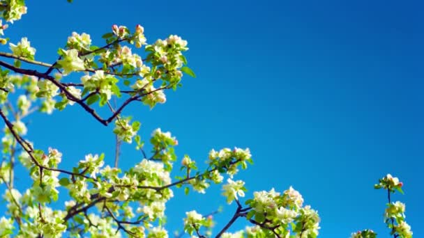 Яблочные цветы на небе
 - Кадры, видео