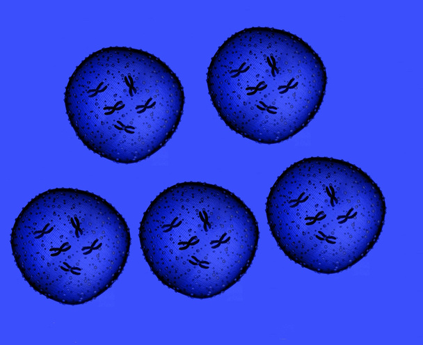 Vijf microbe blauw gezien in een microscoop in een medische kantoor - Foto, afbeelding