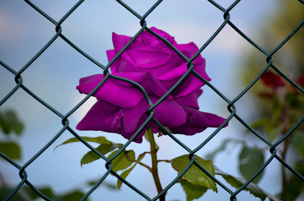 Rose imprisoned purple - Photo, Image