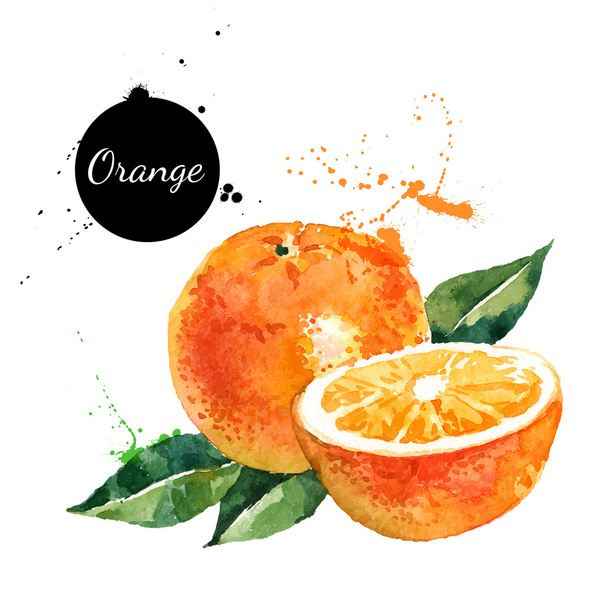 手描き水彩画オレンジ - ベクター画像