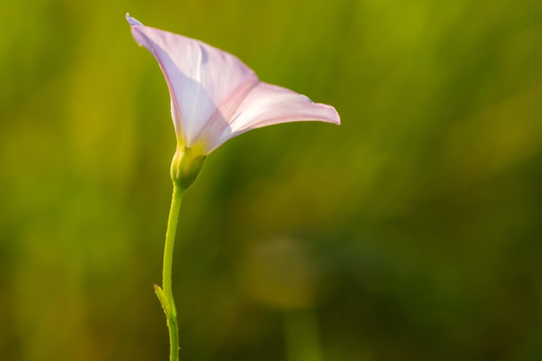 wild pink bindweed flower. - Photo, Image