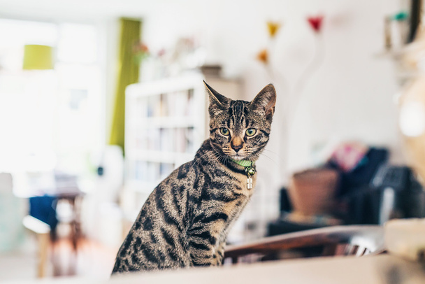 Young grey tabby cat - Fotoğraf, Görsel