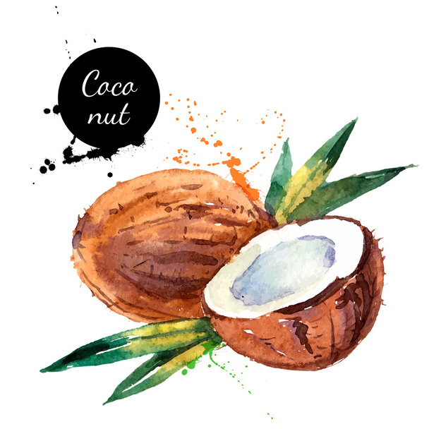 Hand drawn watercolor painting fruit coconut - Vector, Image