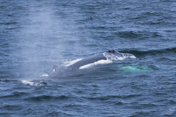 Wieloryb wrażenia podczas oglądania - Zdjęcie, obraz