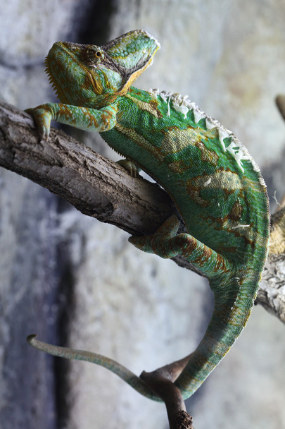 Wild Veiled chameleon - Фото, зображення