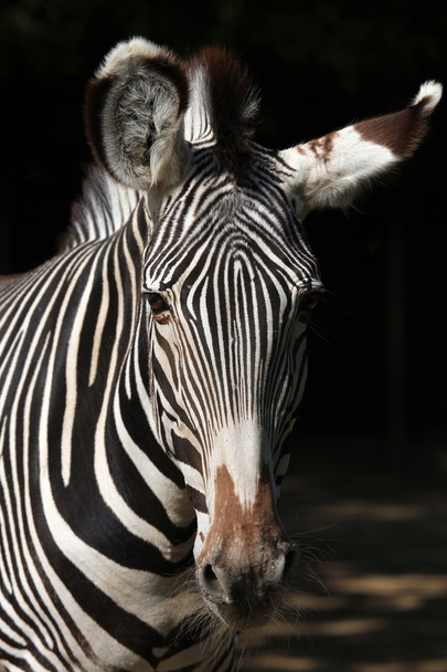 Wild Grevy's zebra - Photo, image