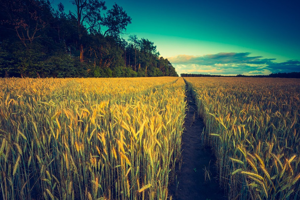naplemente alatt kukoricásban - Fotó, kép