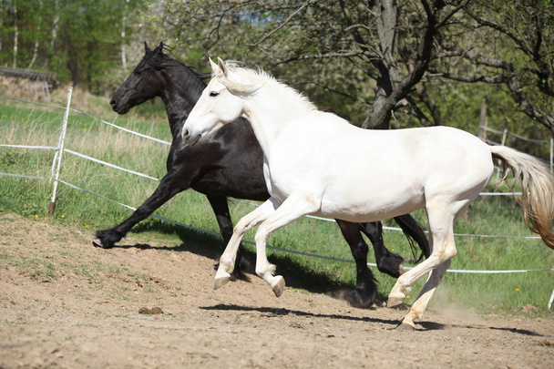 Білий і алюзійський кінь з чорним ченцем
 - Фото, зображення