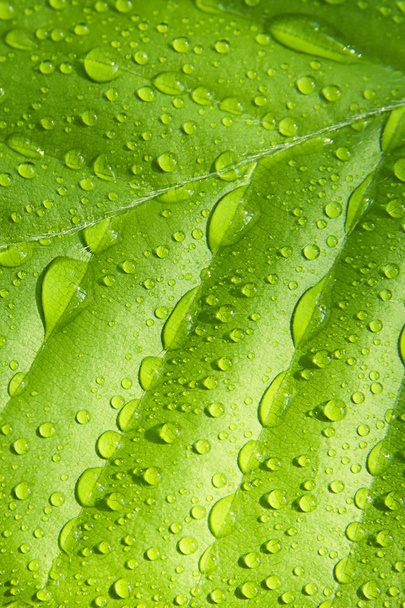 Beech leaf with raindrops - Foto, Imagen